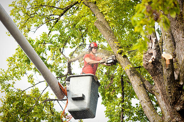 How Our Tree Care Process Works  in  Canyonville, OR